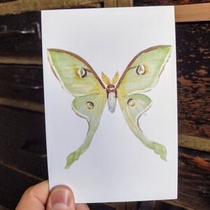 Luna Moth Postcard
